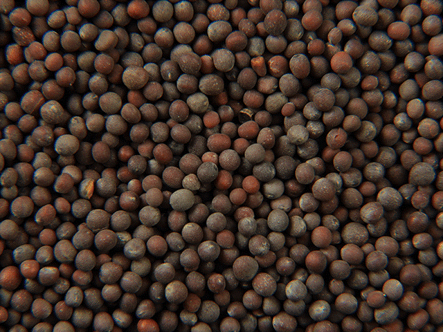 Black Mustard Seeds