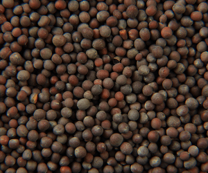 Black Mustard Seeds