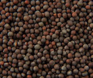 Black Mustard Seeds